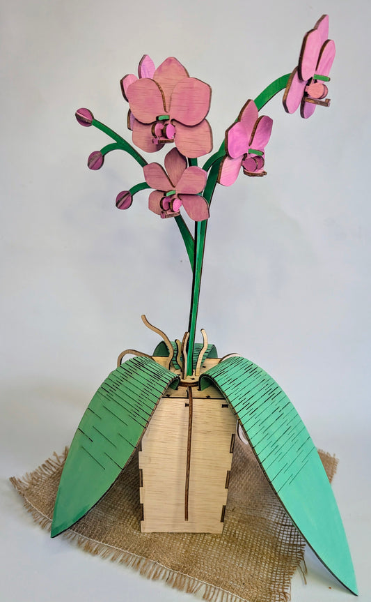 Orchidee